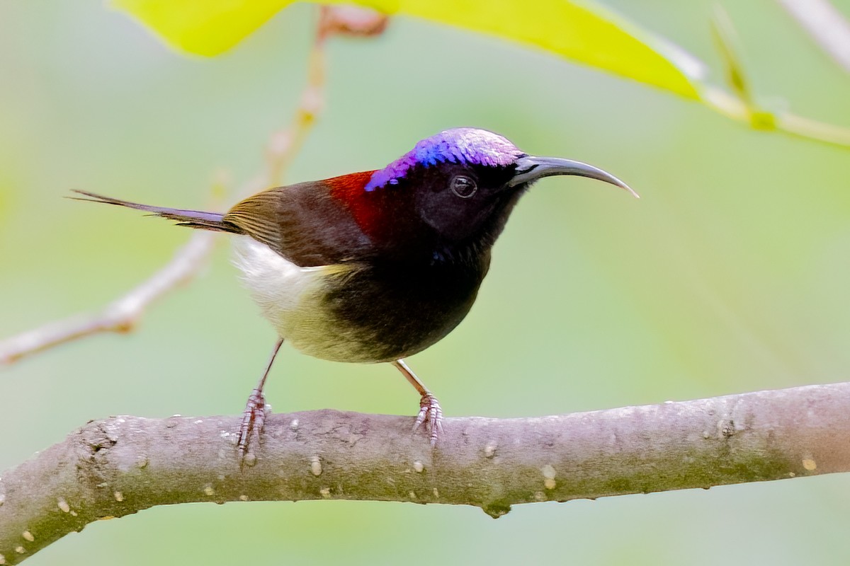 Schwarzkehl-Nektarvogel - ML638165727