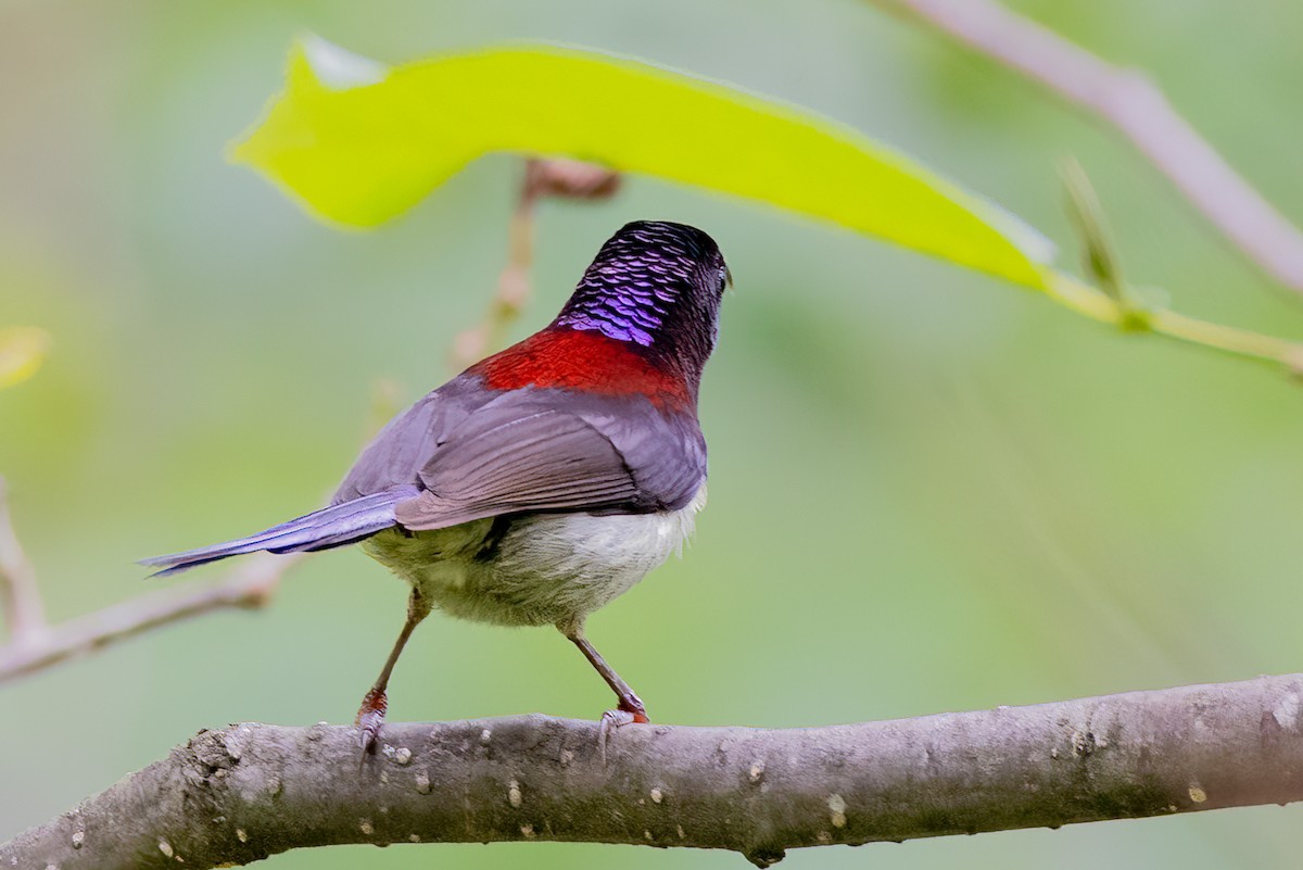Schwarzkehl-Nektarvogel - ML638165728