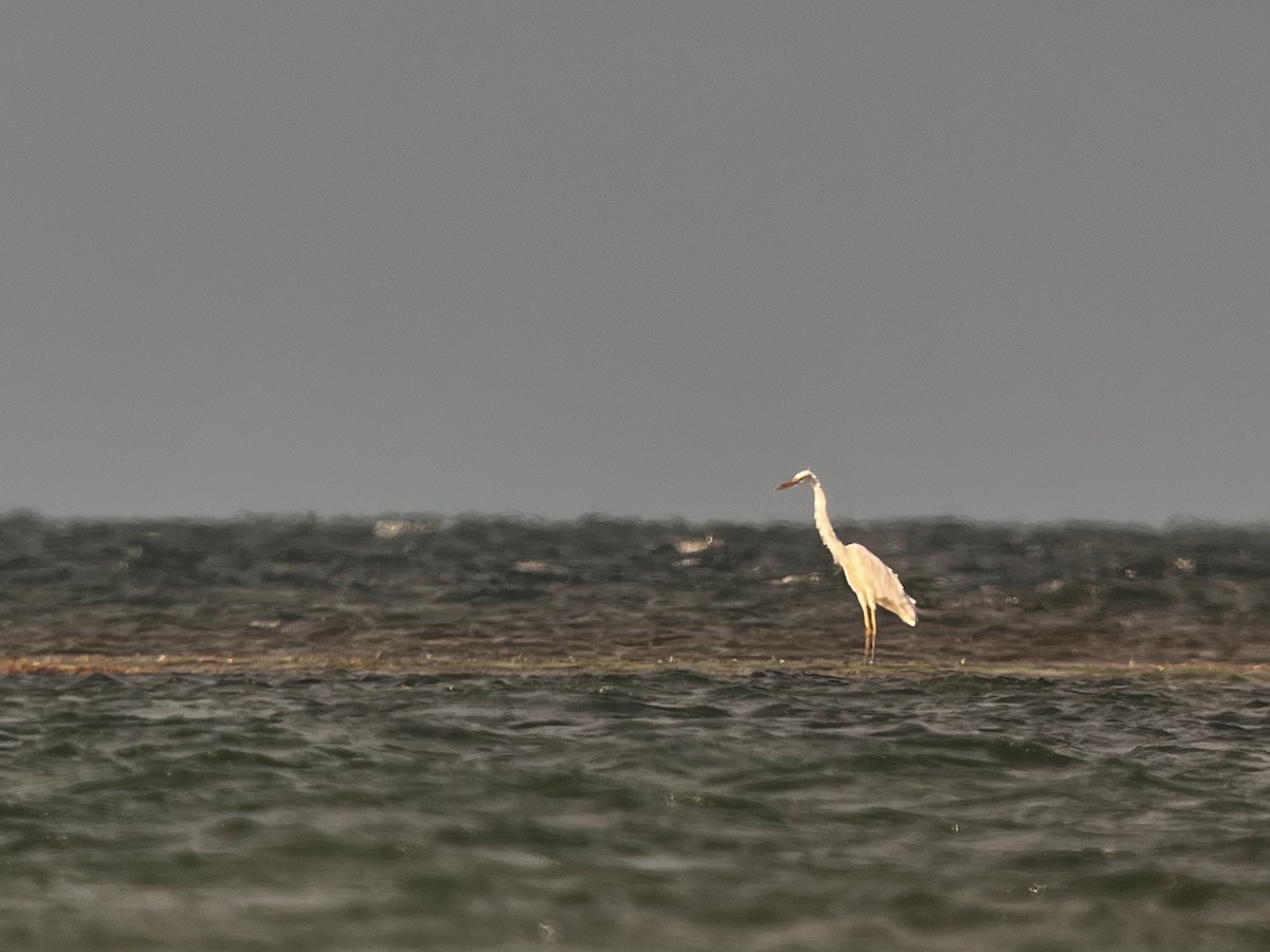 Great Blue Heron (Great White) - ML638165734