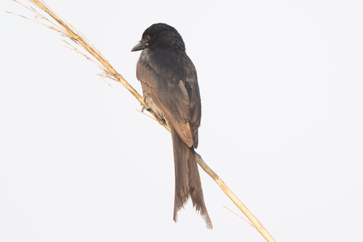Crow-billed Drongo - ML638165747