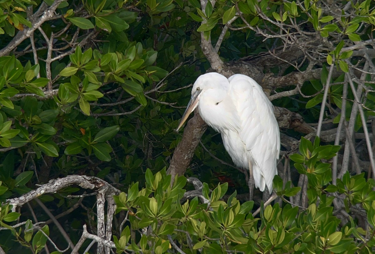 Great Blue Heron (Great White) - ML638165782