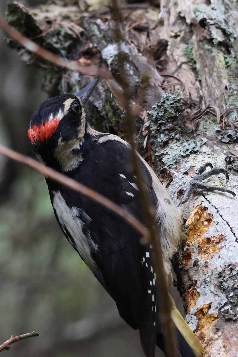 Hairy Woodpecker - ML638165799