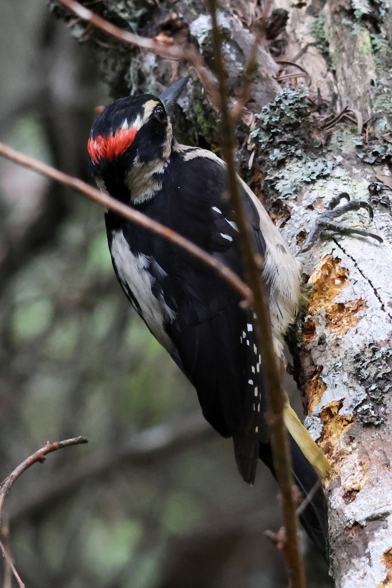 Hairy Woodpecker - ML638165800