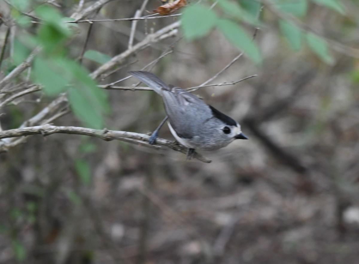 Black-crested Titmouse - ML638165803
