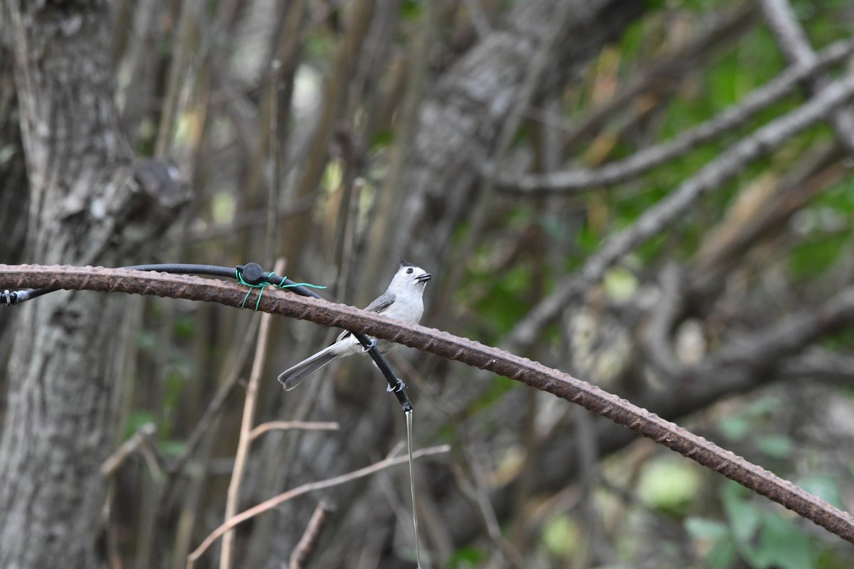 Black-crested Titmouse - ML638165804