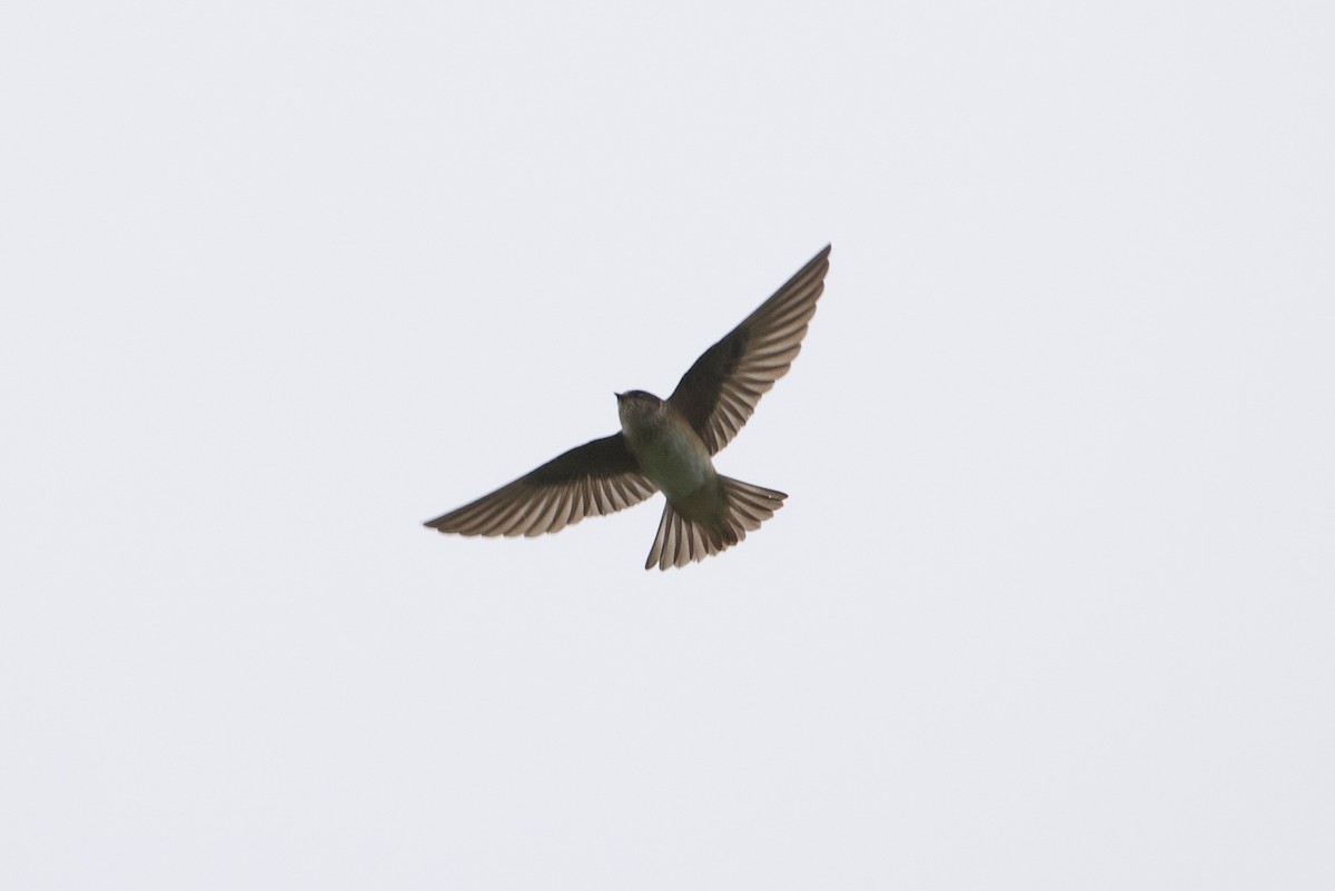 Tree Martin - ML638165823