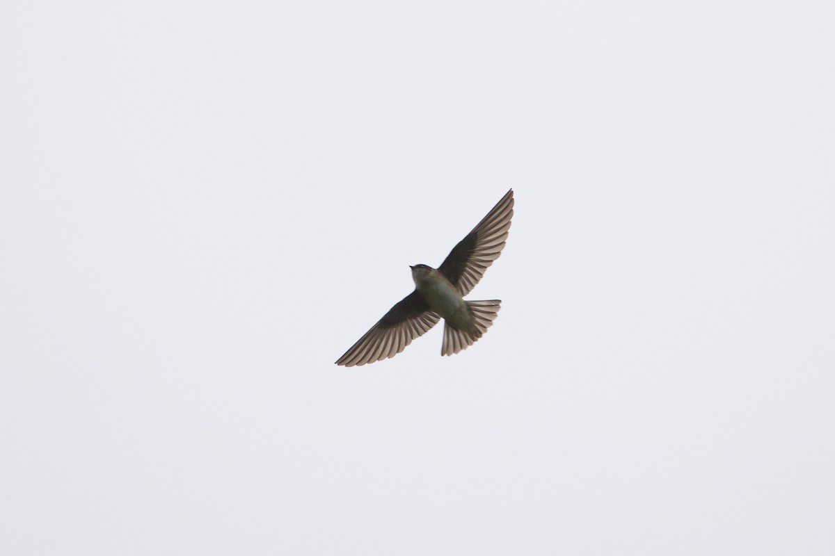 Tree Martin - ML638165824
