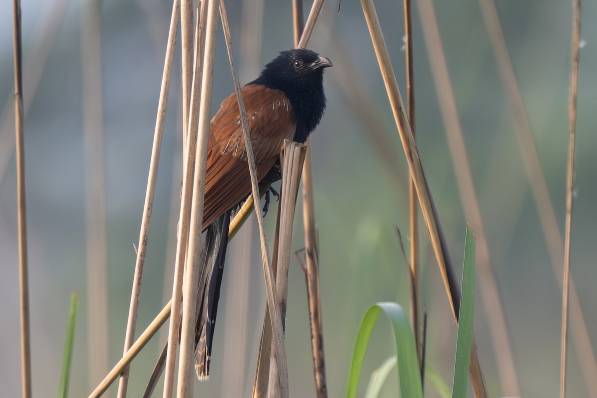 Lesser Coucal - ML638165828