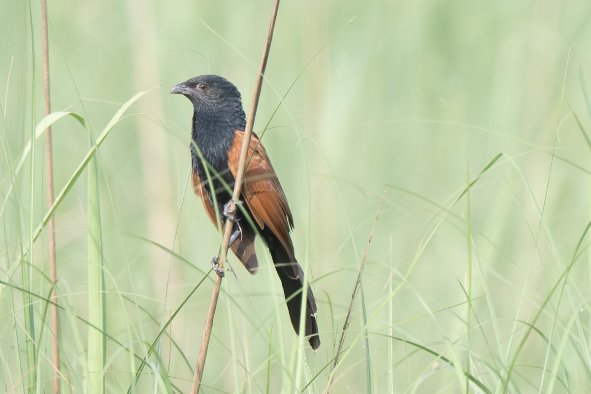 Lesser Coucal - ML638165831