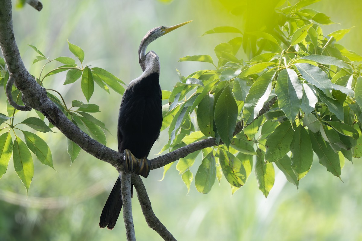 Oriental Darter - ML638165837