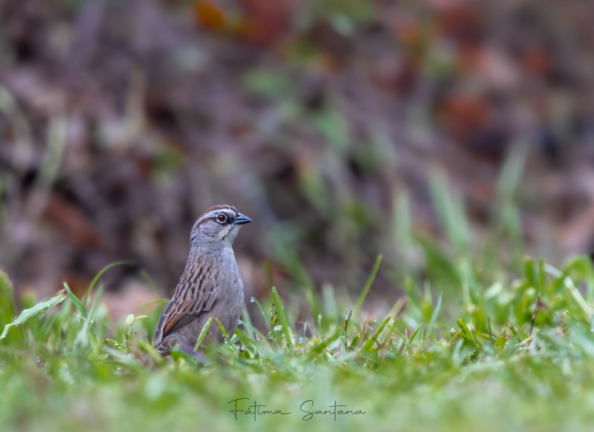 Oaxaca Sparrow - ML638165840