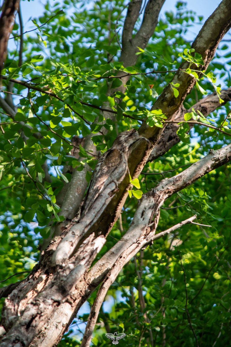 Northern Potoo - ML638165850