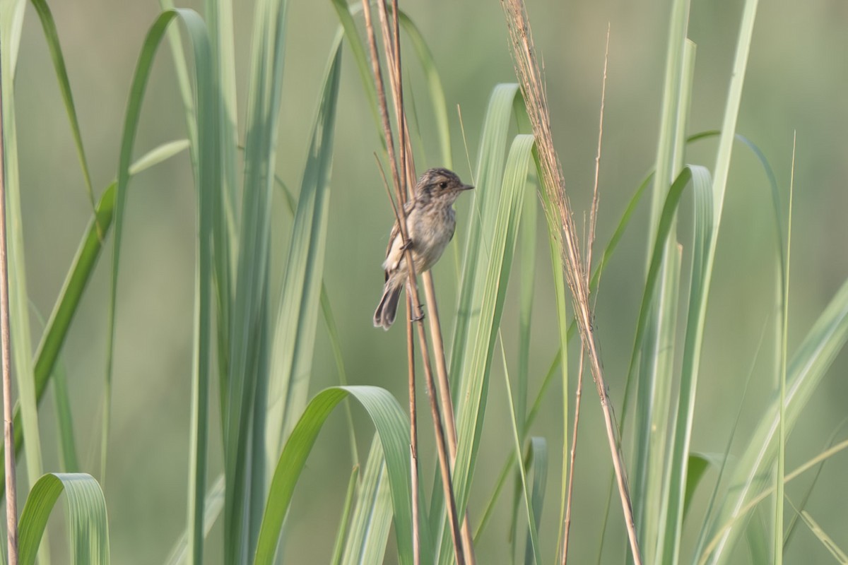 White-tailed Stonechat - ML638165852