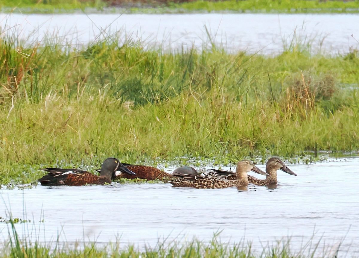Australasian Shoveler - ML638165860