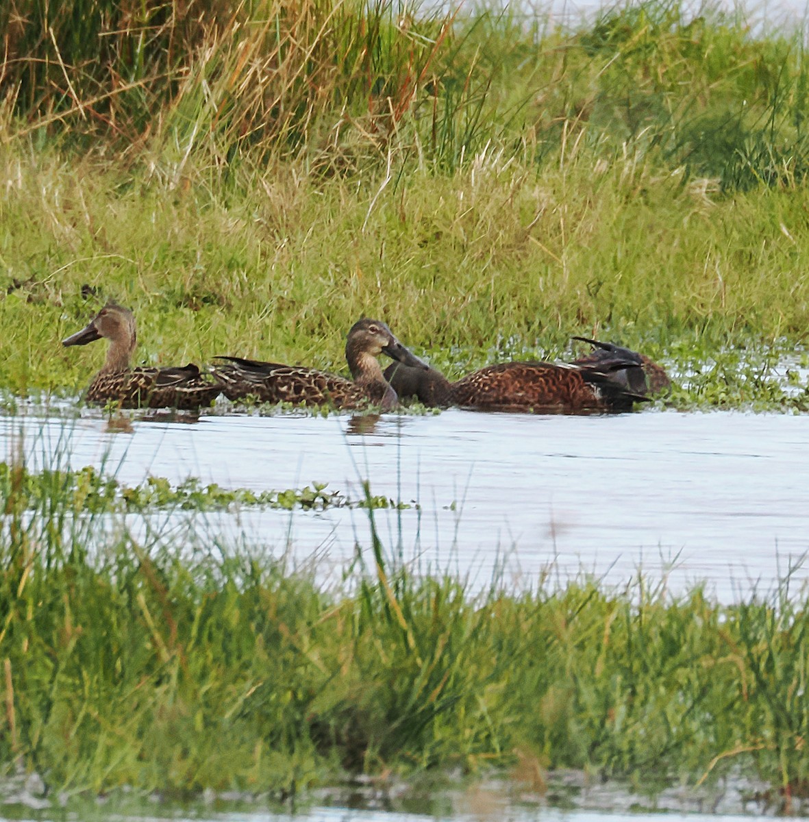 Australasian Shoveler - ML638165861