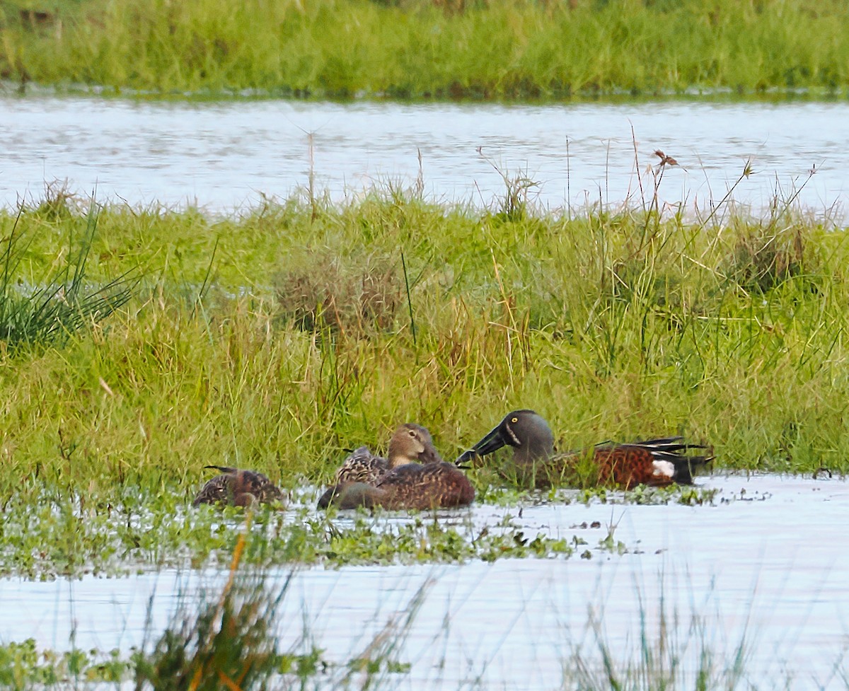 Australasian Shoveler - ML638165863