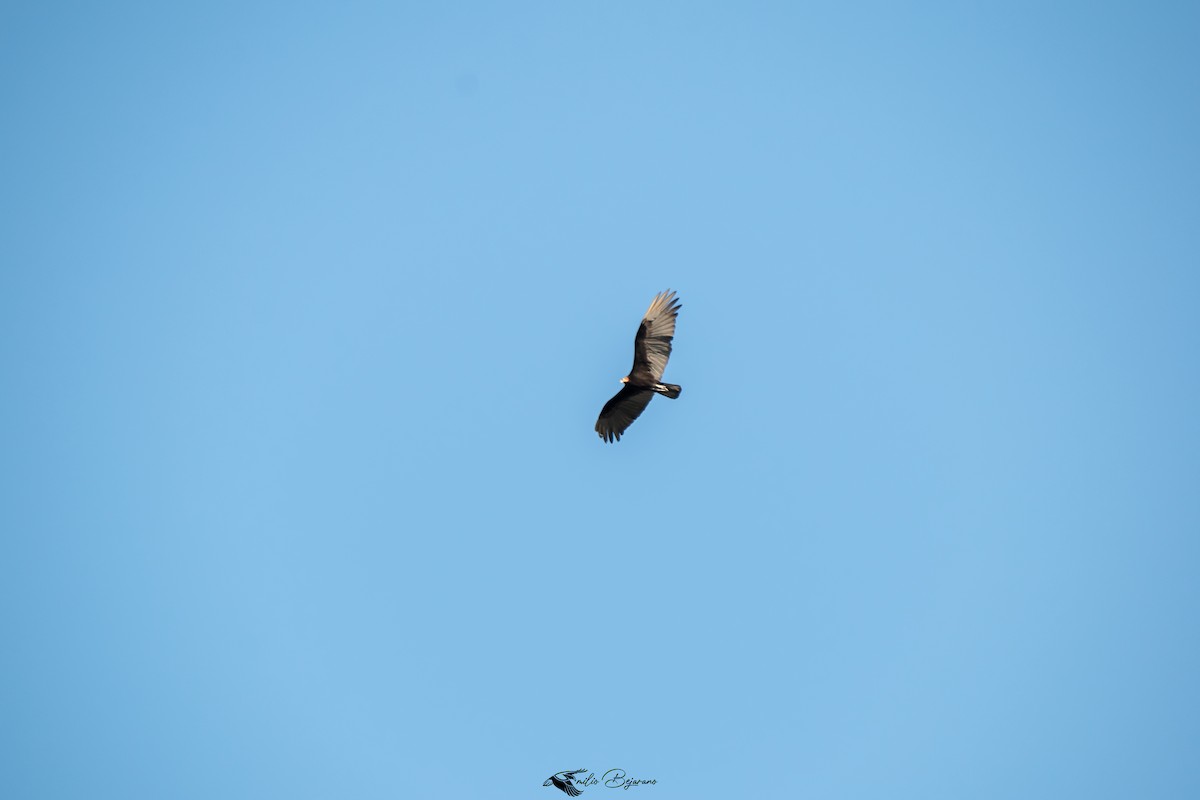 Lesser Yellow-headed Vulture - ML638165877