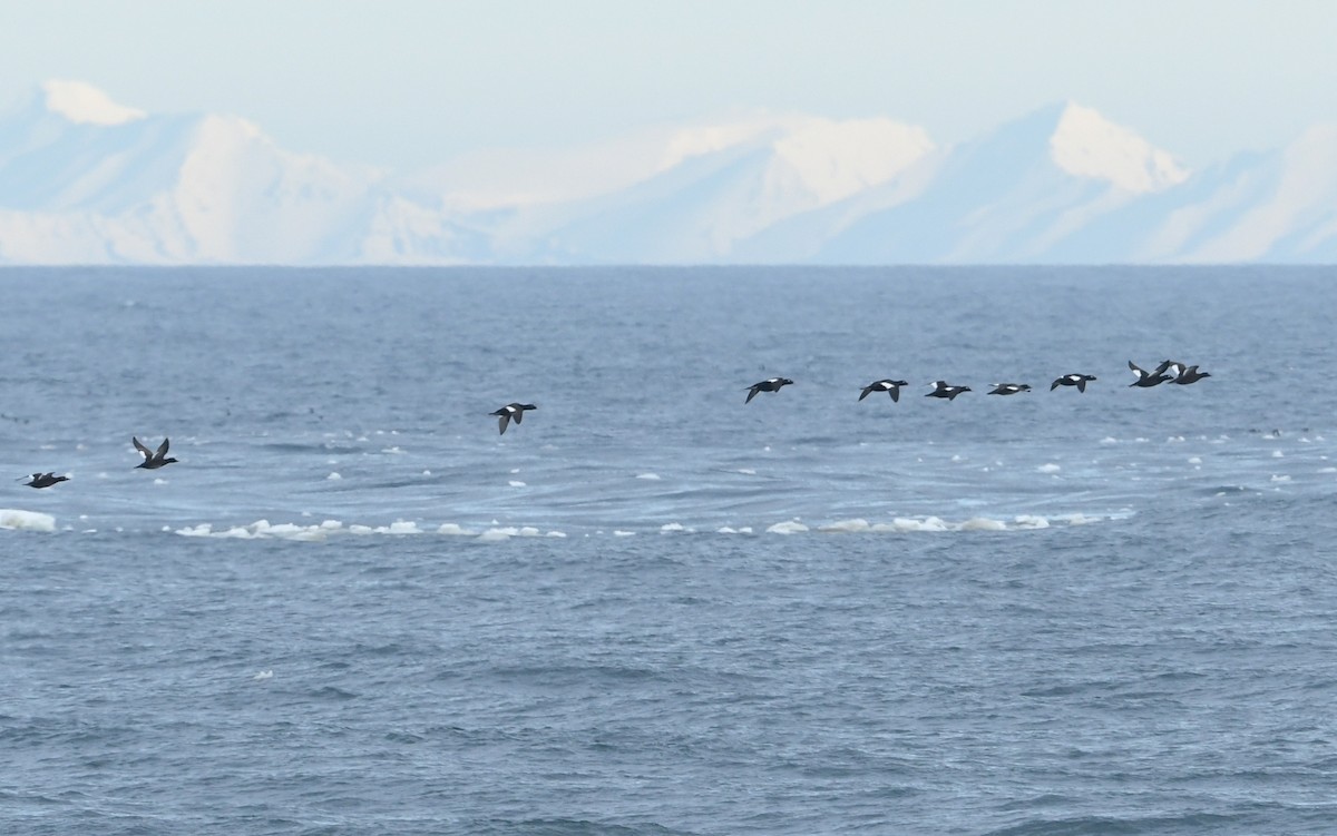 White-winged Scoter - ML638165879