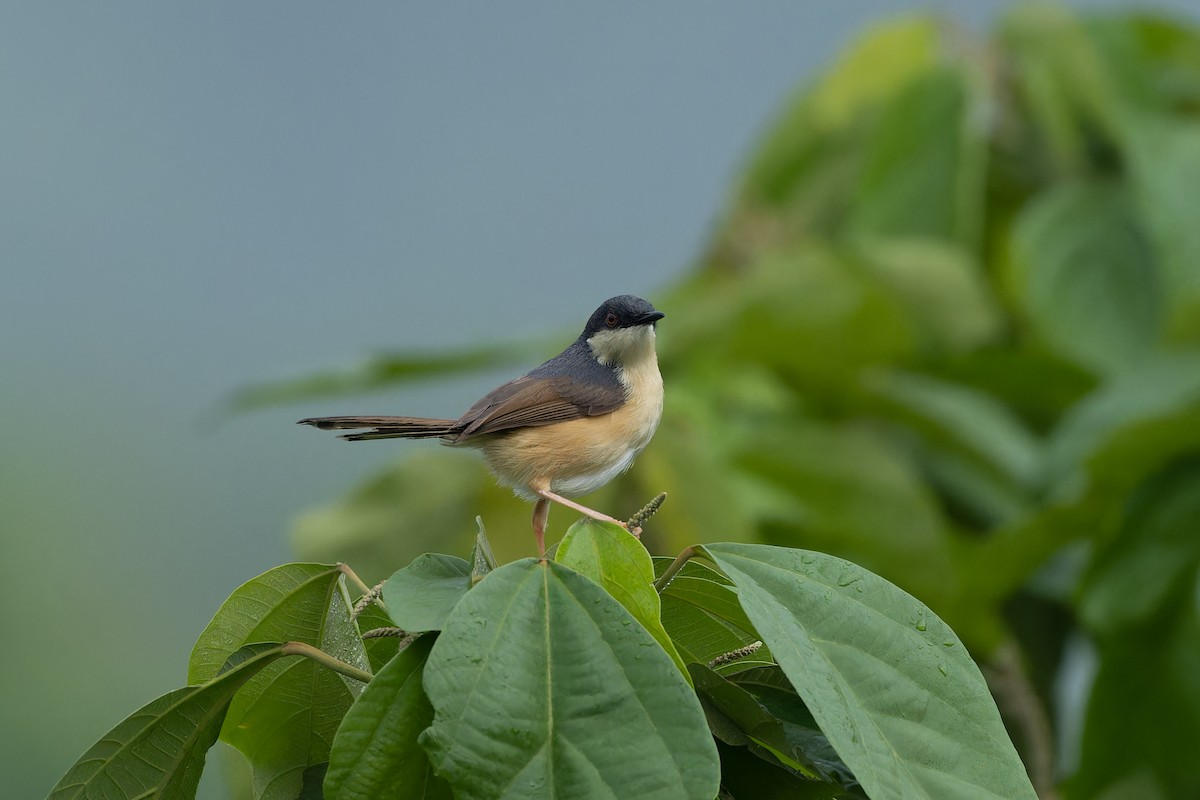 Ashy Prinia - ML638165900