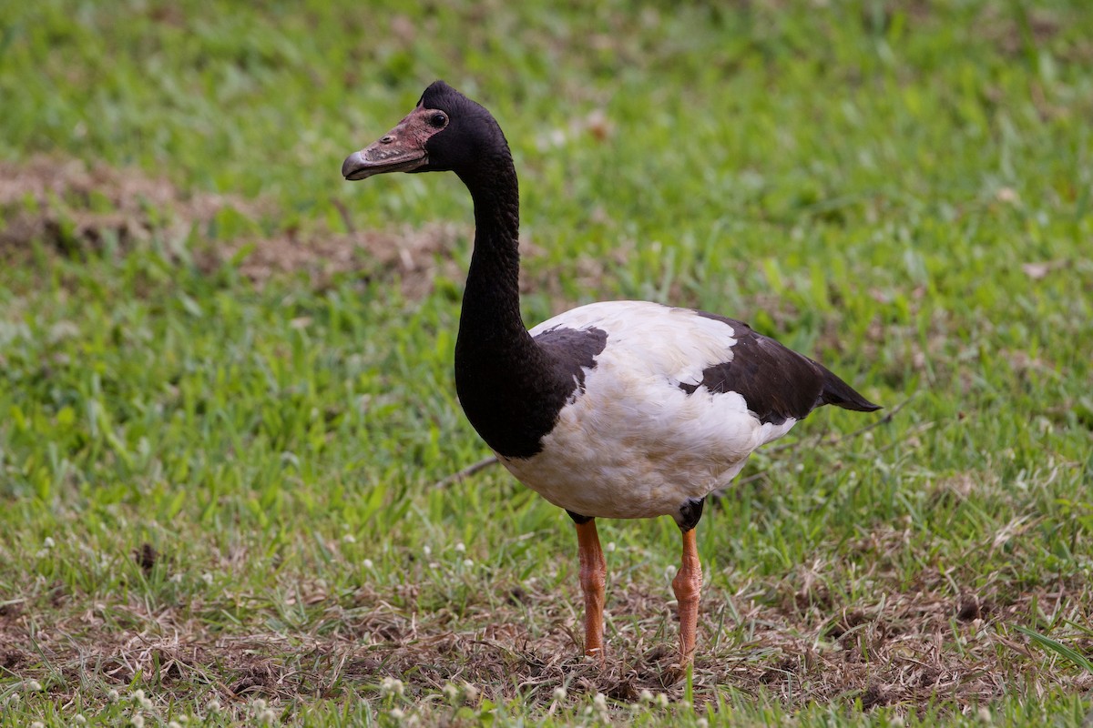 Magpie Goose - ML638165904