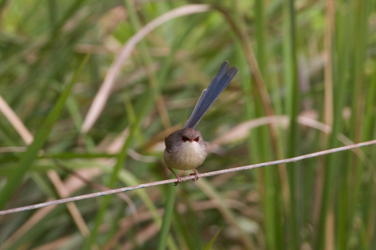 Variegated Fairywren - ML638165906