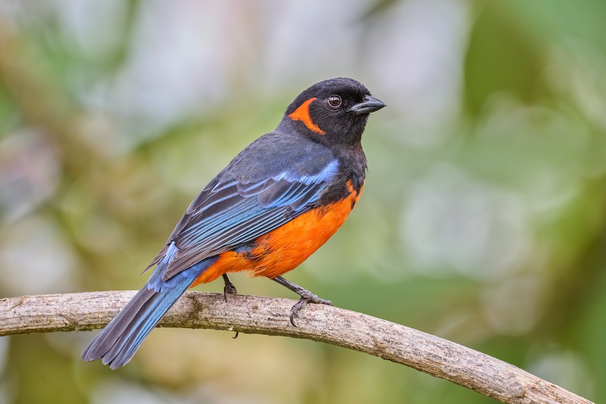 Scarlet-bellied Mountain Tanager - ML638165948