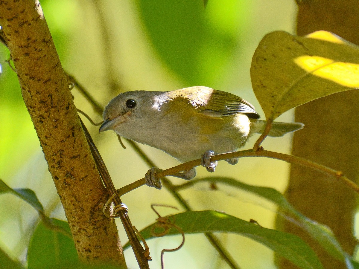 Lesser Greenlet (Northern) - ML638165977