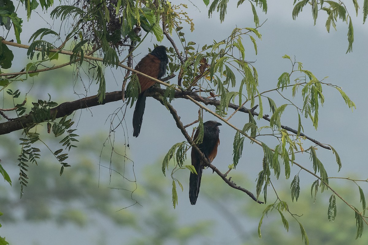 Greater Coucal - ML638165988