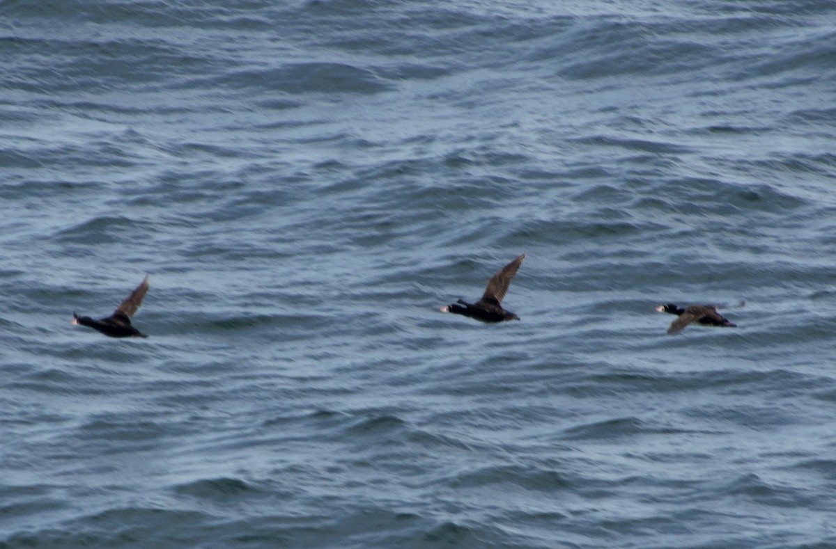 Surf Scoter - ML638166036