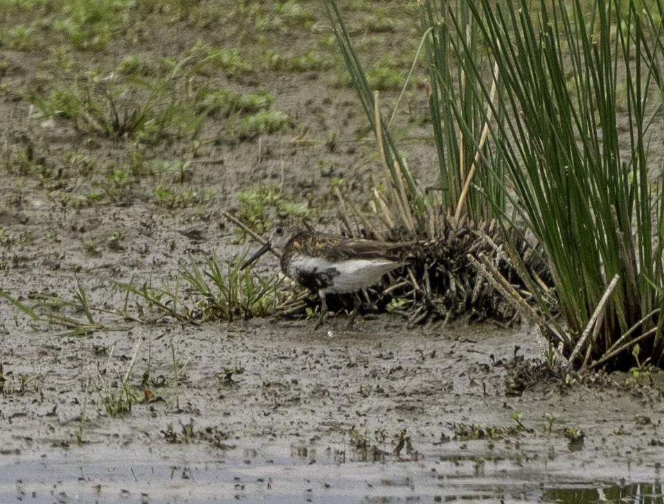Dunlin - ML638166060
