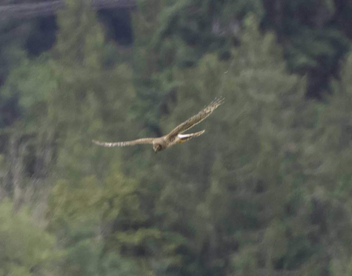 Northern Harrier - ML638166065