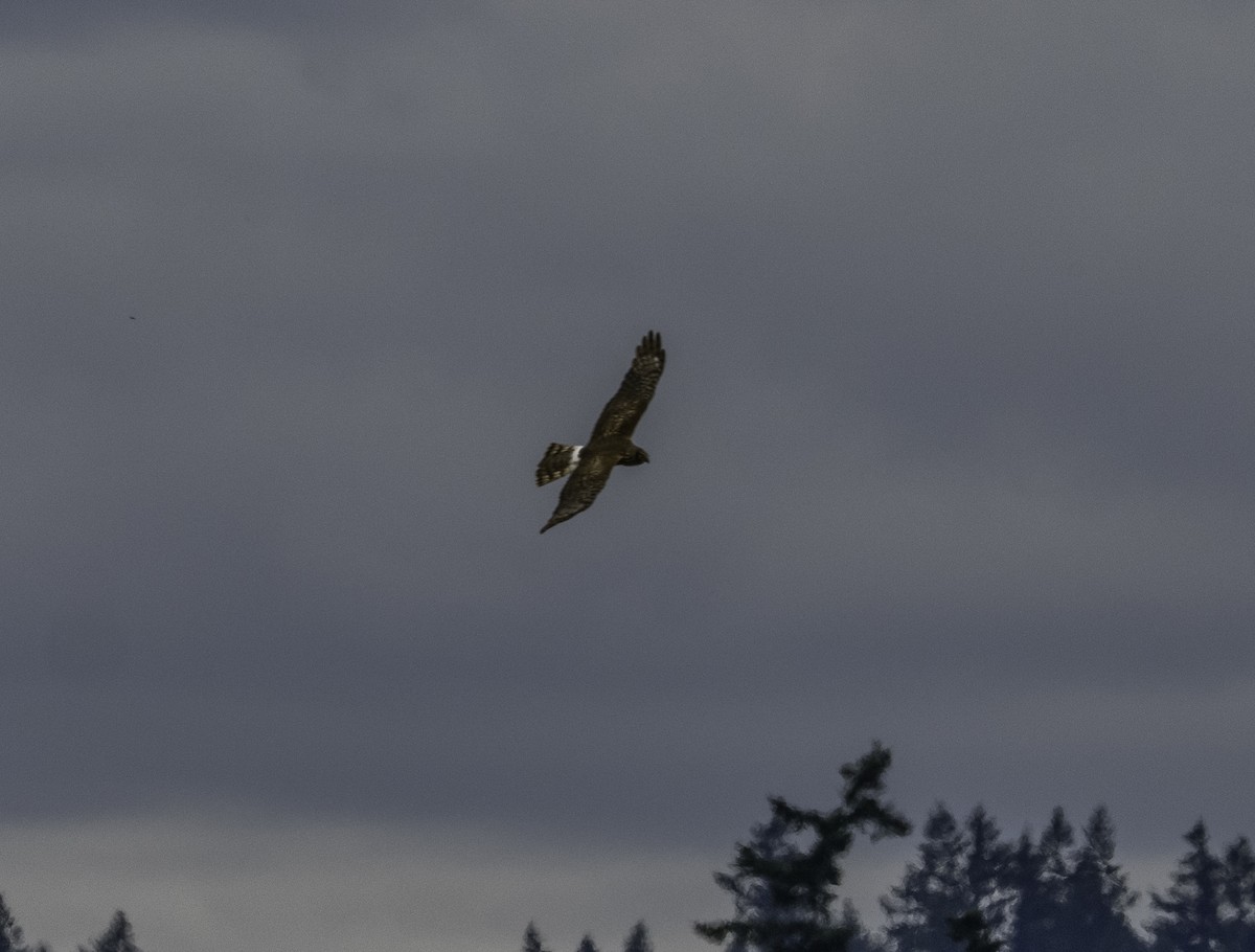 Northern Harrier - ML638166066