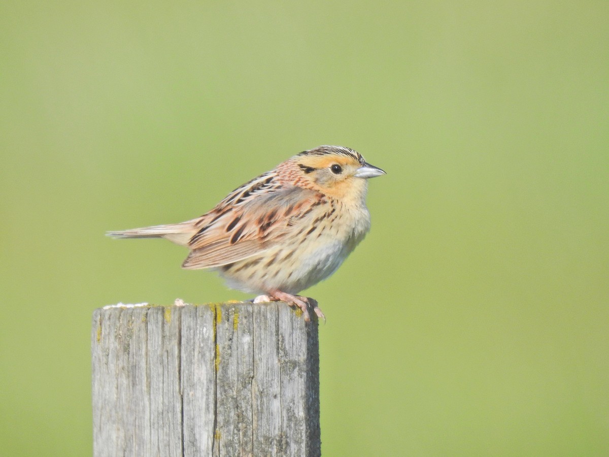 LeConte's Sparrow - ML638166087