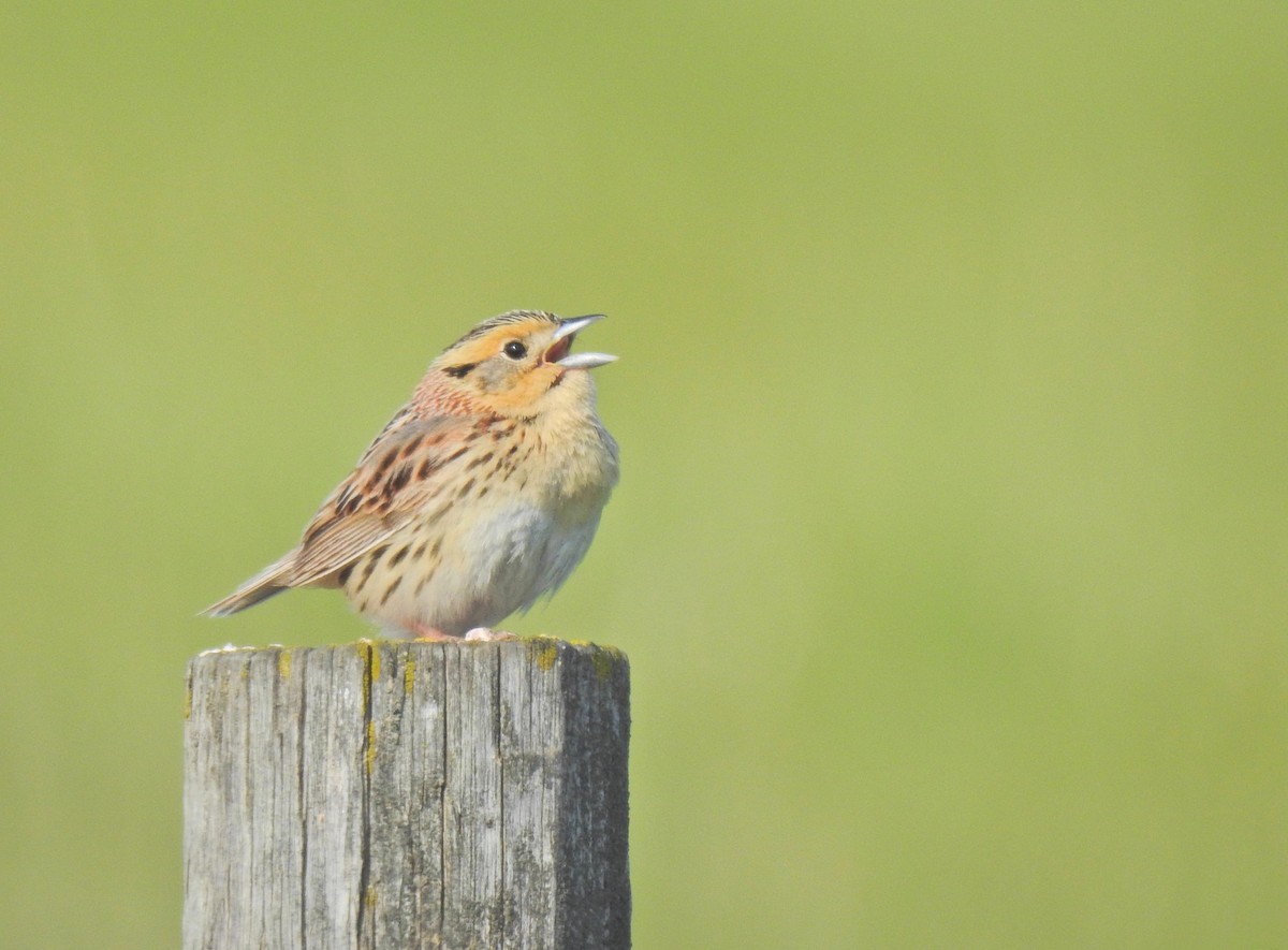 LeConte's Sparrow - ML638166088