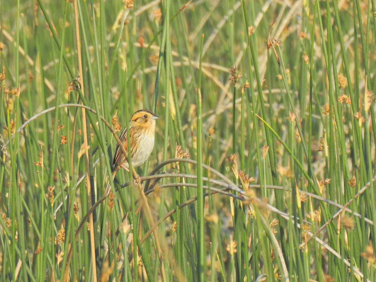 Nelson's Sparrow - ML638166089