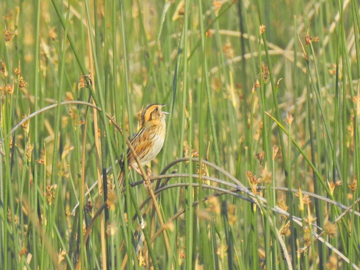 Nelson's Sparrow - ML638166090