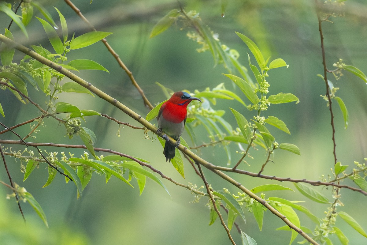 Crimson Sunbird - ML638166102