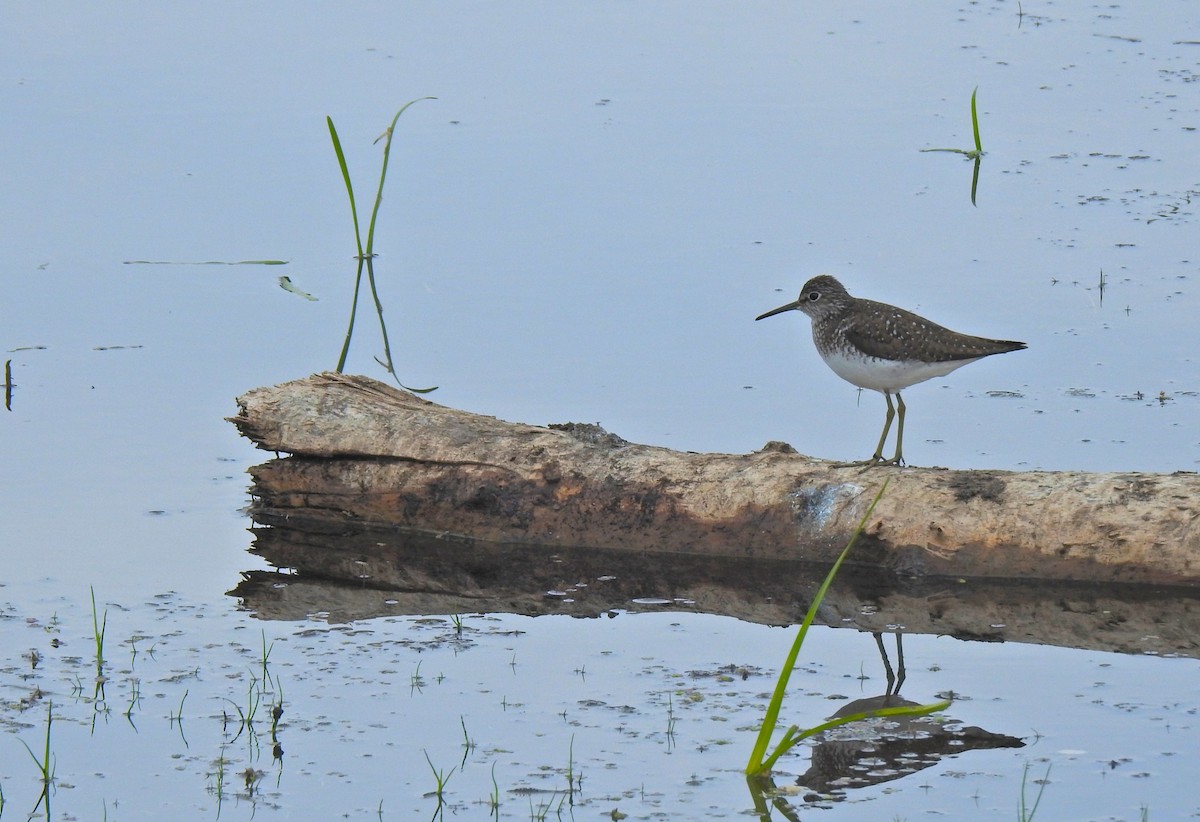 Solitary Sandpiper - ML638166176