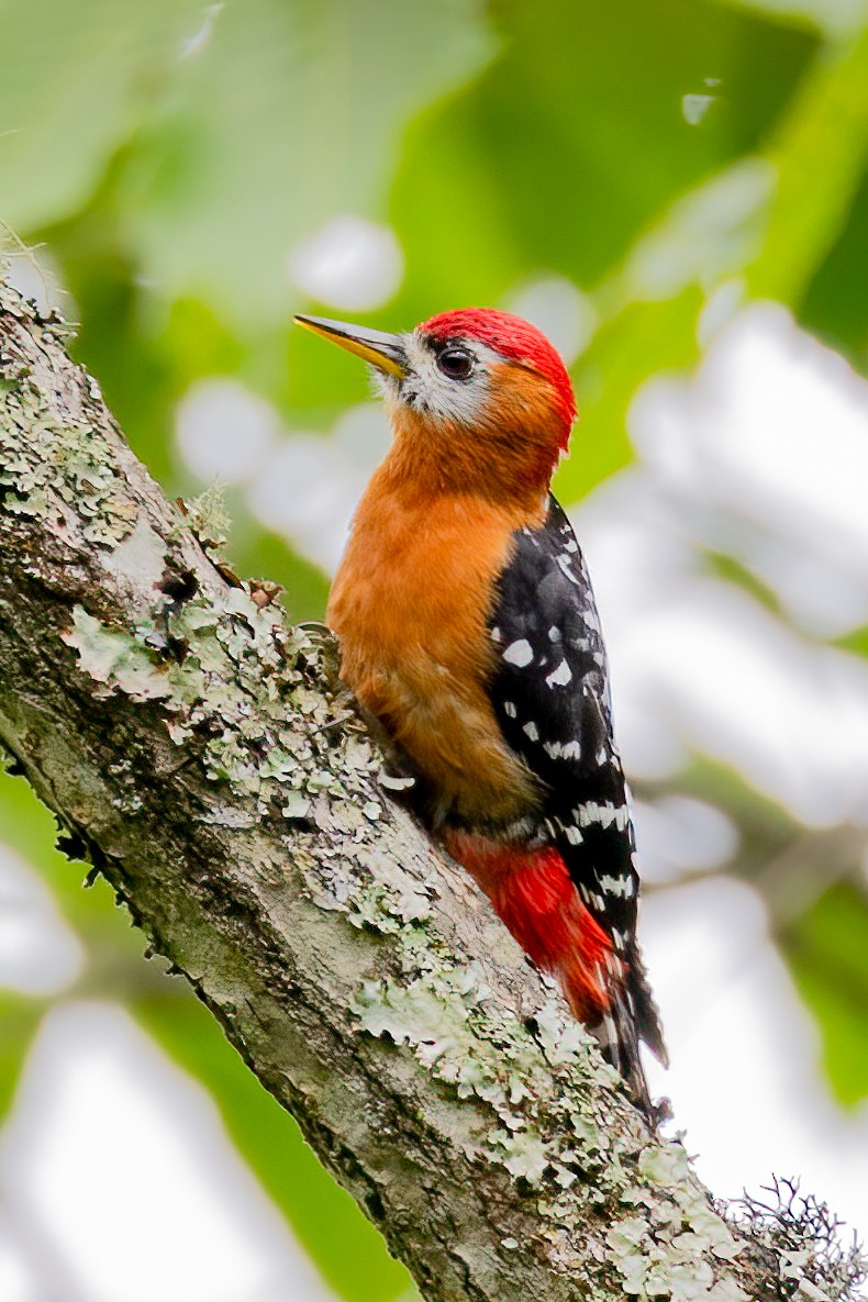 Rufous-bellied Woodpecker - ML638166184