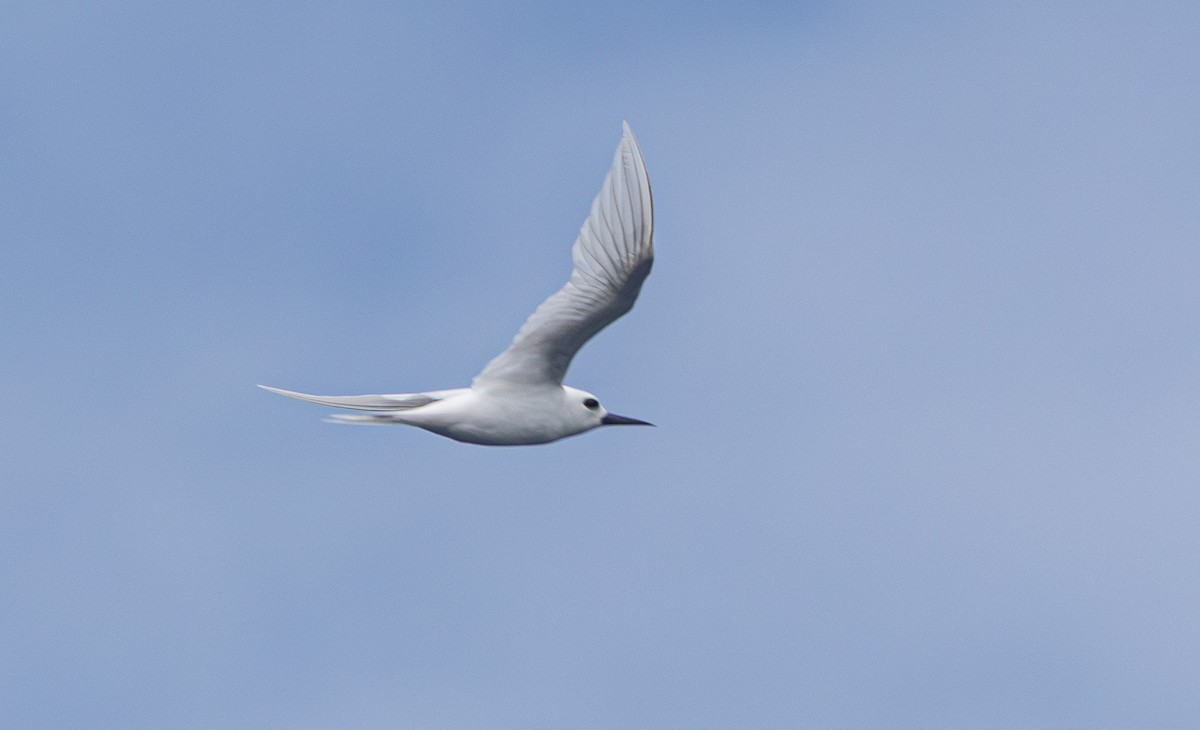 White Tern - ML638166216