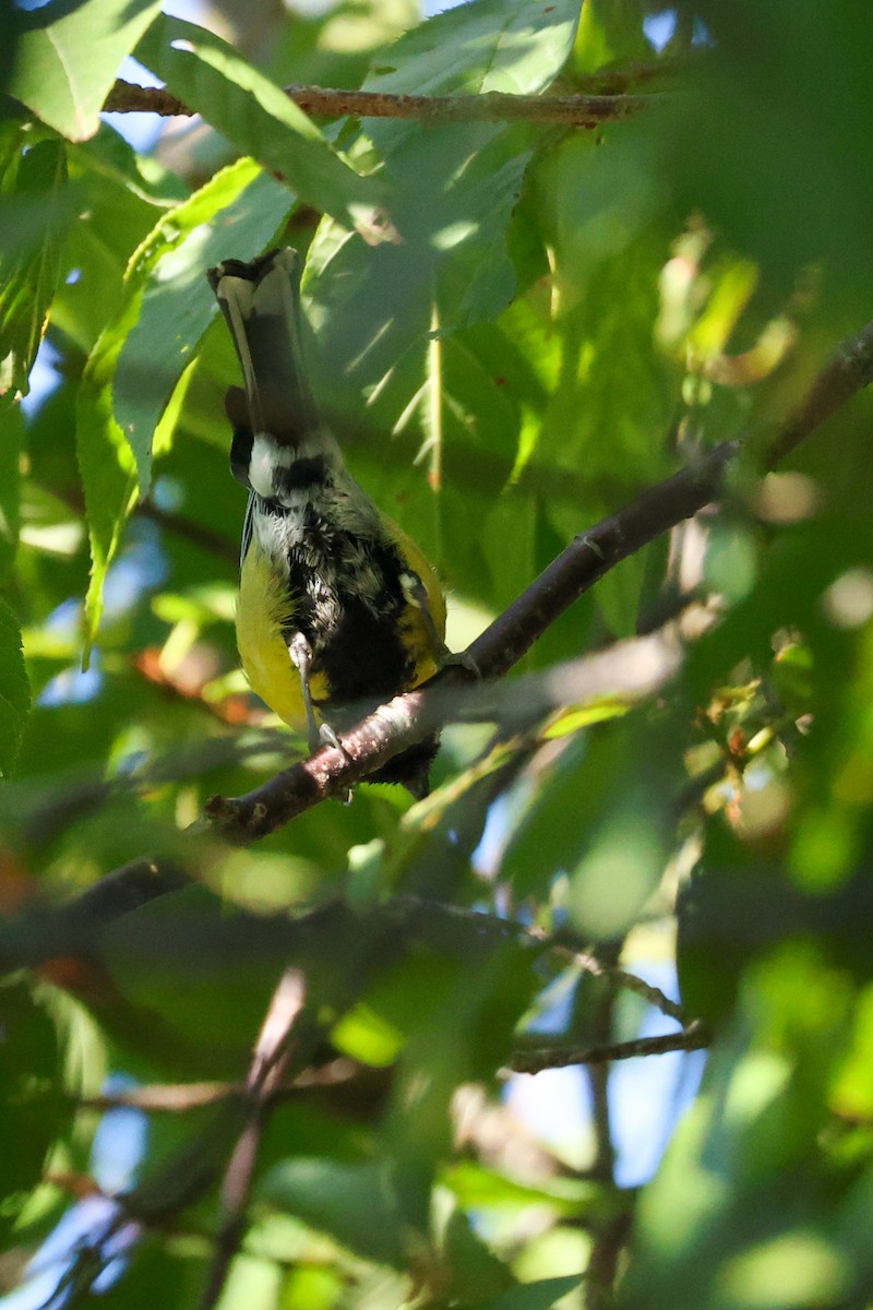 Green-backed Tit - ML638166240