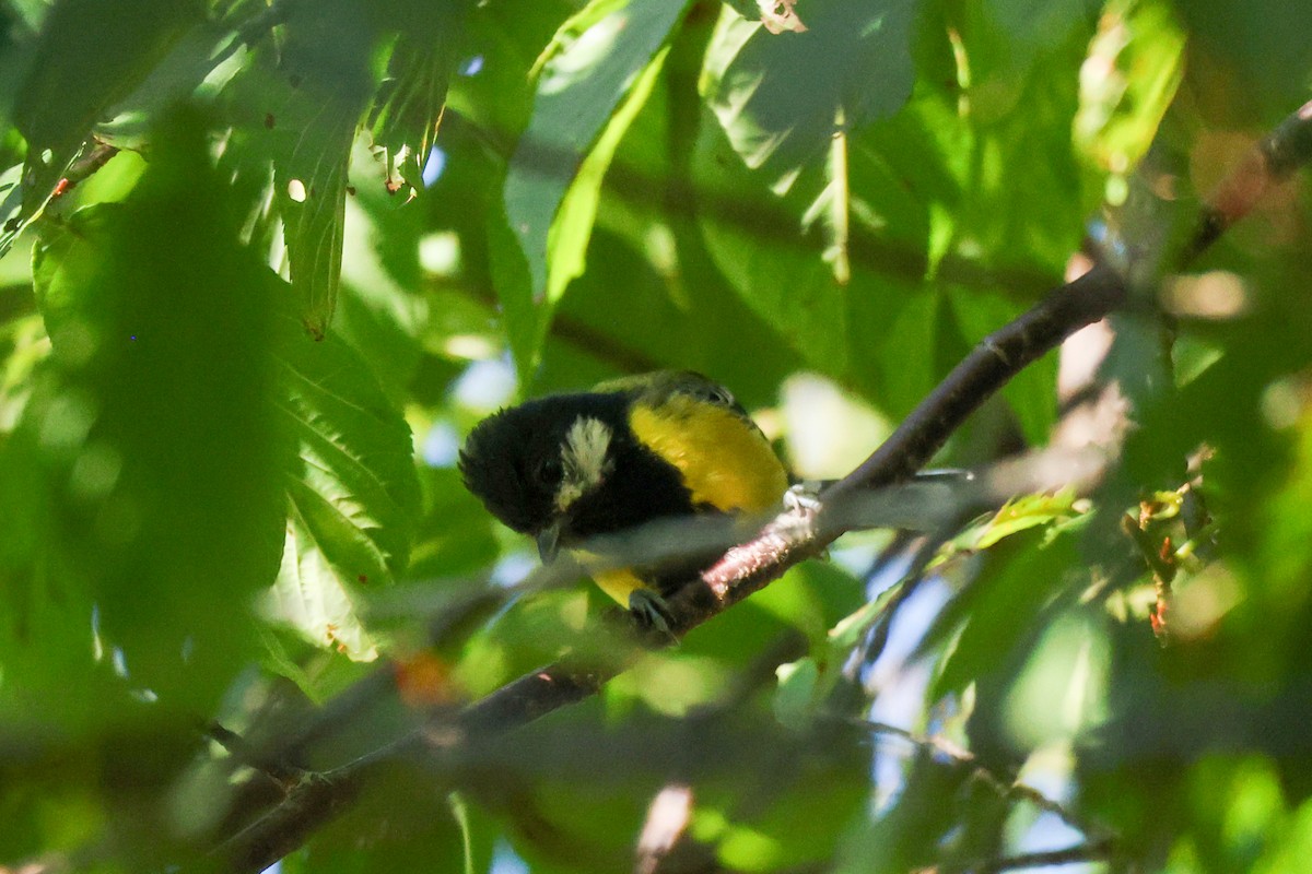 Green-backed Tit - ML638166241