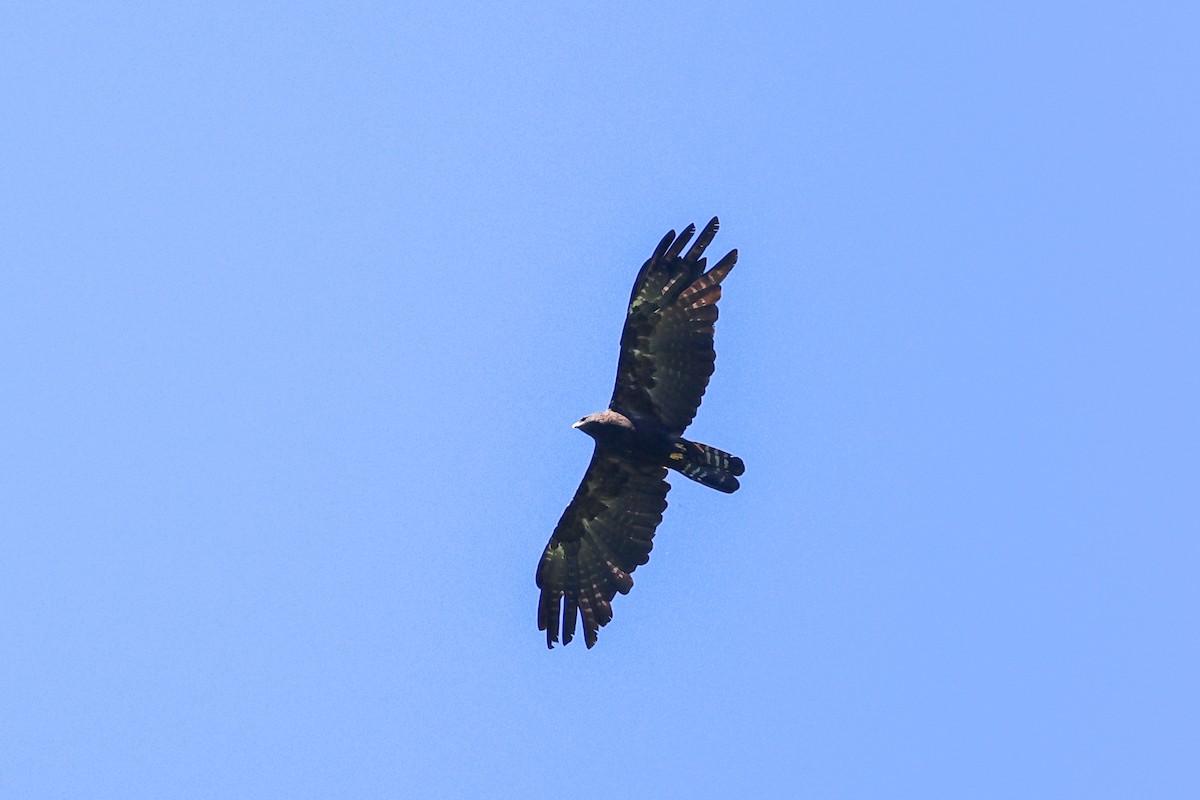 Black Eagle - ML638166272