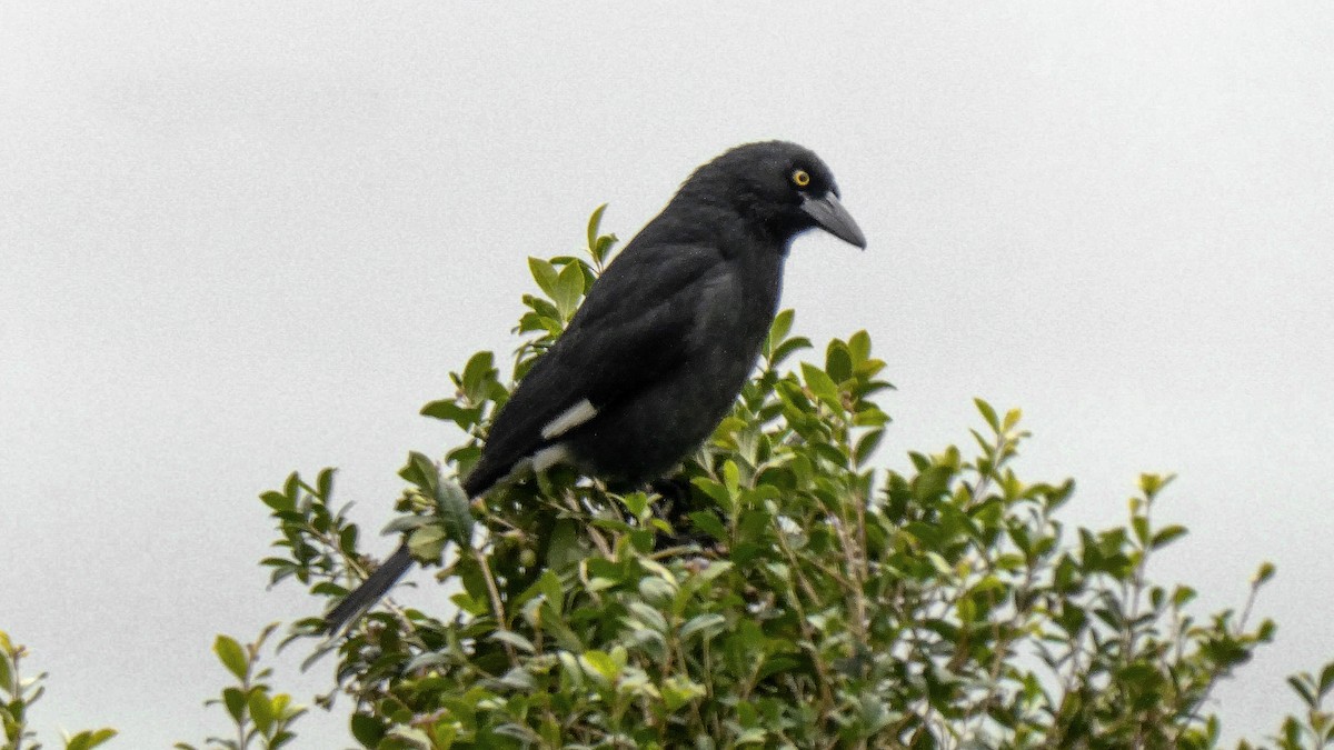 Pied Currawong - ML638166289