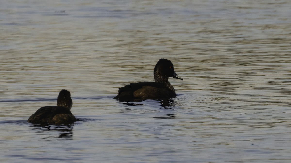 Southern Pochard - ML638166305