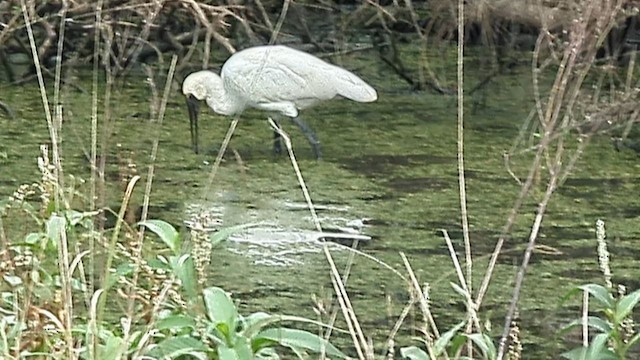 Royal Spoonbill - ML638166306