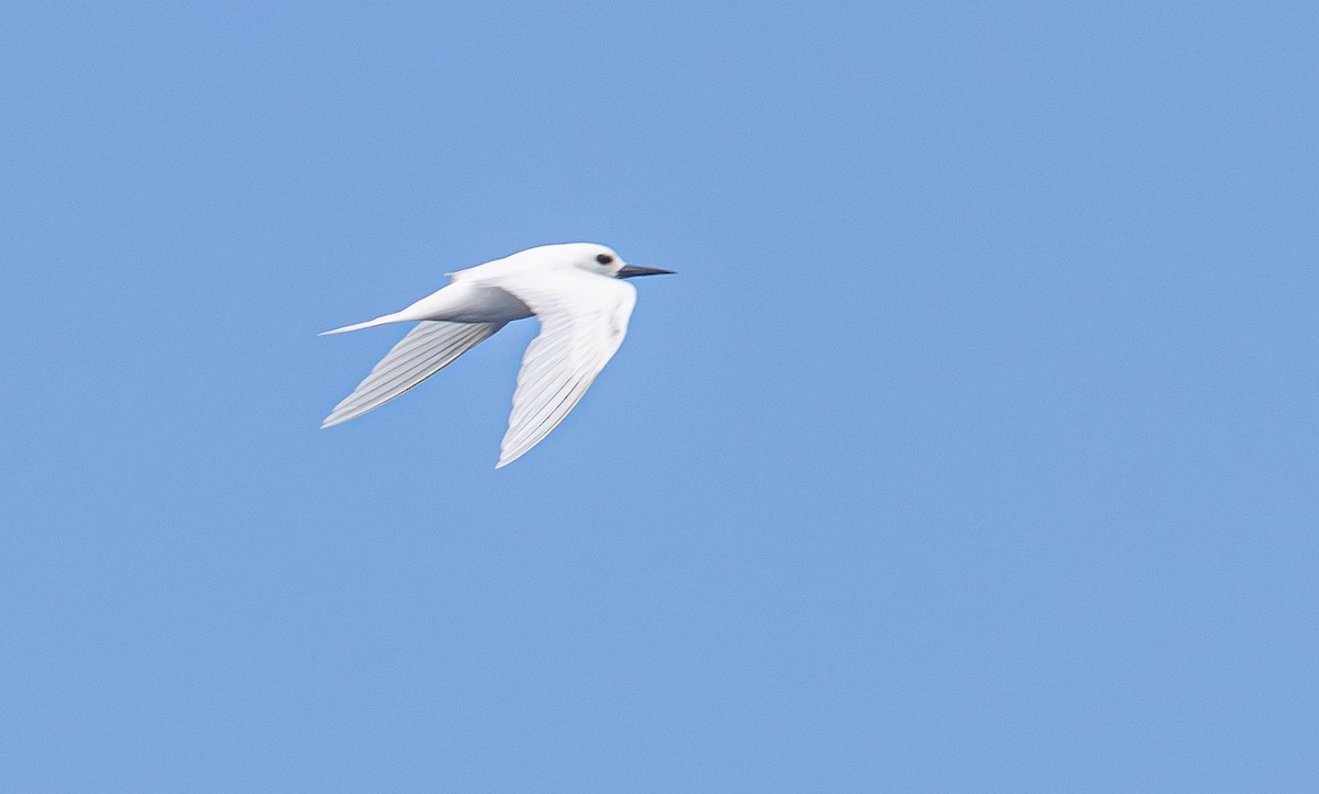 White Tern - ML638166311