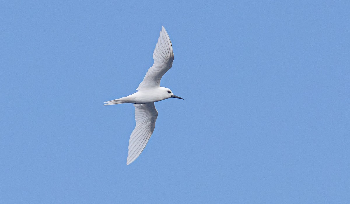 White Tern - ML638166312