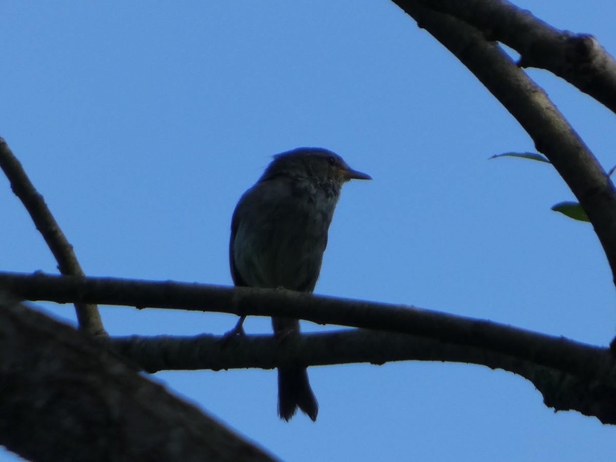Japanese Bush Warbler - ML638166373