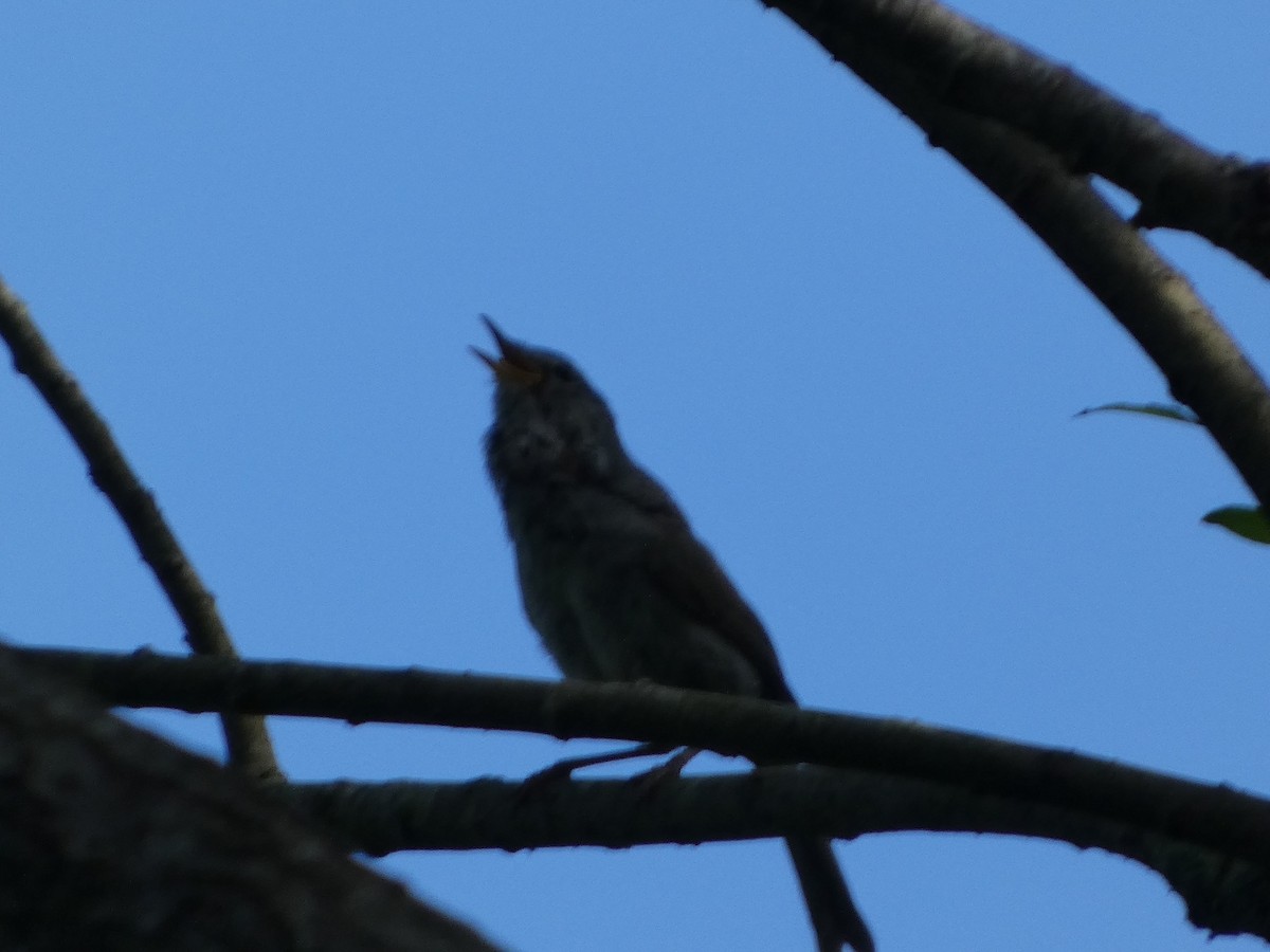 Japanese Bush Warbler - ML638166374